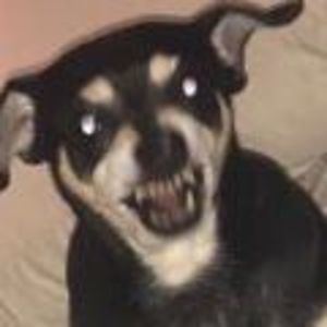 Meet your Posher, Sydney